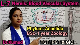 NereisBlood Vascular System of NereisL7ZoologyBSc1st YearTGTPGTGICआसान शब्दों मेंSTD [upl. by Nnayt]