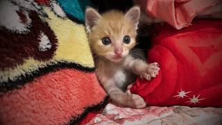 A newborn kitten with umbilical cord was abandoned roadside  took him home for syringe feeding [upl. by Pathe]