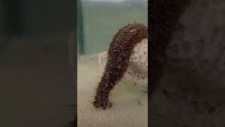 Sea cucumber Behavior  In Aquarium [upl. by Daffodil612]