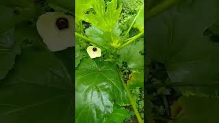 okra everyone food puno [upl. by Charyl]