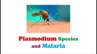 Parasitology 🔤  Plasmodium Species and Malaria [upl. by Nessi]