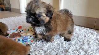 7 weeks Update  Cute Shih Tzu Puppies [upl. by Alracal285]