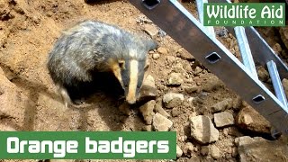 Right This Minute A badger rescue [upl. by Issak398]