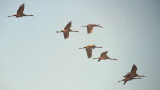 Vogelbeobachtung  Kraniche  Komorane Sonnenaufgang in Linum  FotoWalk [upl. by Loziram]