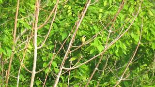 Common Yellowthroat singing Prothonotary Warbler song [upl. by Soalokin]