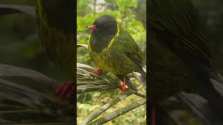 Birding Andes Colombia Cotinga trips  the wonderful biodiversity [upl. by Notslah653]