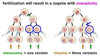 Alteration of Chromosome Number and Structure [upl. by Devinne368]