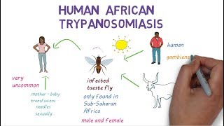 Sleeping Sickness  an introduction to African Trypanosomiasis [upl. by Eseerehc]