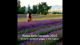 Festa della lavanda 2024 Campi di lavanda Italia Fioritura della lavanda Il Lavandeto Di Assisi [upl. by Roselani]