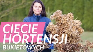 ✂️ Cięcie hortensji bukietowych Jak przycinać hortensje na wiosnę [upl. by Ottilie]