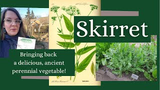 Skirret A Sweet Ancient Perennial Root Vegetable [upl. by Stargell568]