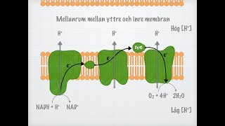 Cellandningen Biologi 2 [upl. by Chi317]