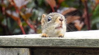 Angry squirrel call [upl. by Ronnoc]