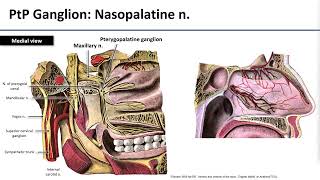 14 Maxillary Nerve [upl. by Assiruam225]