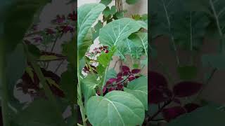 EM VASO plants hortaemvaso backyardgardening facts plantar fruit plantaremvaso hortifrut [upl. by Parrnell699]