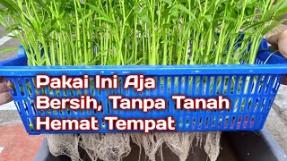 Menanam Sayuran di Rumah Lahan Sempit  Kangkung Hidroponik [upl. by Hsiekal]