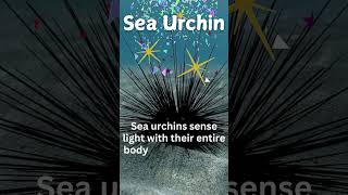 Exploring the AMAZING World of Sea Urchins kids facts naturecuriosities [upl. by Snowber757]