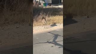 A whitetail buck walking gingerly in Point Venture TX laketravis [upl. by Birkle]