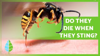 Do WASPS DIE when they STING 🐝  Animal Curiosities [upl. by Angell]