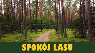 Spokój lasu The peace of the forest Dronevideo asmr [upl. by Emorej]