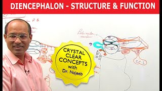 Diencephalon  Structure amp Function  Neuroanatomy [upl. by Publus225]