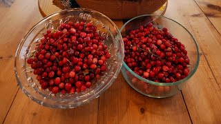 Cranberry Picking in Southeast Alaska [upl. by Yllaw137]