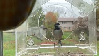 More Slow Motion Chickadee Antics at the Feeder [upl. by Allak]