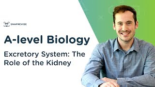 Excretory System The Role of the Kidney  Alevel Biology  OCR AQA Edexcel [upl. by Aneeroc]