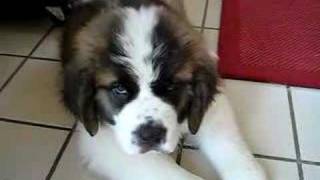 10 Week Old Saint Bernard Puppy [upl. by Rehpotsirk]