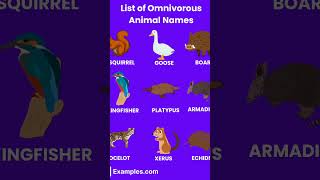 List of omnivores Animals [upl. by Gigi]