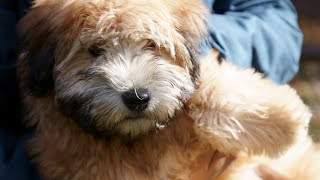 How To Socialize Your Soft Coated Wheaten Terrier Puppy [upl. by Clywd605]