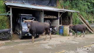 Tualcheng SialZing boruak ava Nuam thin em👌mizoram TUALCHENG [upl. by Fenny331]