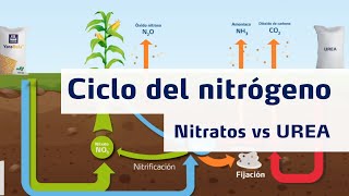 Ciclo del Nitrógeno  Nitratos vs Urea [upl. by Copp854]