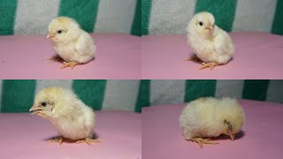 Baby chick soundcryinglooking for mother hen [upl. by Aramois]