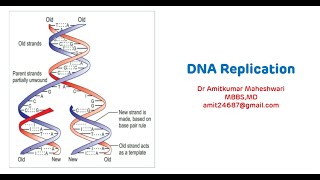 Prokaryotic DNA Replication  DNA Replication Initiation  DNA Replication in Prokaryotes [upl. by Gnilrits46]