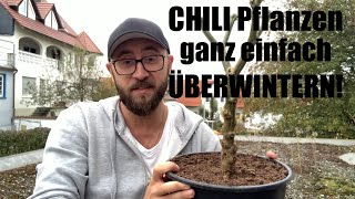 CHILI Pflanzen ganz einfach ÜBERWINTERN Wir schicken KRATOS in den Winterschlaf 👹🔥 [upl. by Francisco]