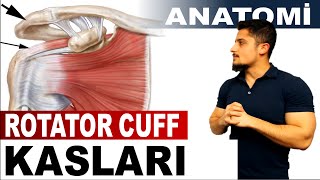 Rotator Cuff  Rotator Manşet Kasları Anatomisi [upl. by Yroj287]