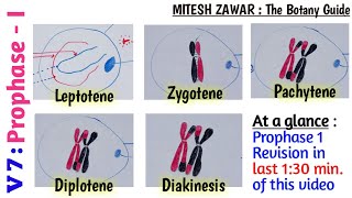 Prophase 1  Leptotene Zygotene Pachytene Diplotene and Diakinesis  Stages of Prophase 1 [upl. by Neelcaj692]