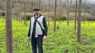 Paulownia tree regrowth after maturity cutting [upl. by Idalia]