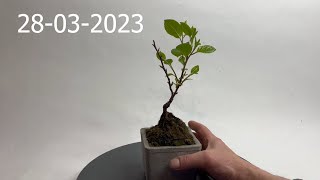 Bonsai Cytryniec chiński Schisandra chinensis [upl. by Jeffie]