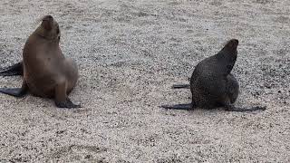 San Cristobal Island Sea Lions amp Marine Iguanas 4 [upl. by Annaoj]