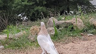 Limoni Yavru Bugün 75 dk uçtu 45 tane Hedefe Atladı Daha Uçması Lazım [upl. by Bijan133]