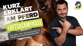 LUFTSACKMYKOSE  Nasenbluten beim Pferd Symptome Ursachen und Behandlung Kurz erklärt am Pferd [upl. by Ennaeel]