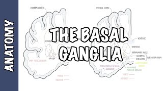 The Basal Ganglia Clinical Anatomy [upl. by Vieva]