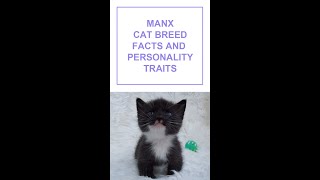 Manx Cat Breed Facts and Personality Traits Shorts [upl. by Amatruda]