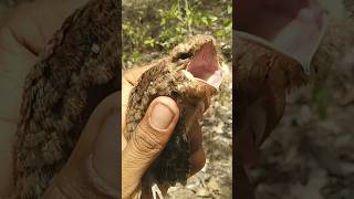 baby nightjar bird birds wildlife nature nightjar bird [upl. by Sikras711]