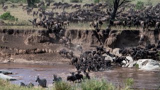 Great Migration Serengeti Tanzania by Mileman Media  September 2023 [upl. by Enenej]