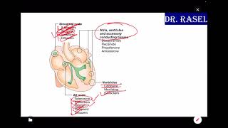 Cardiology Basic Davidsons Principles and Practice of Medicine  FCPS  MRCP Lecture [upl. by Kopp]