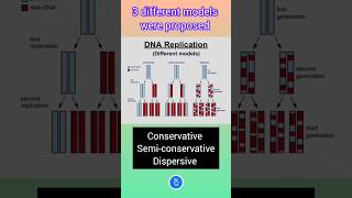 Different Models for DNA Replication Semiconservative DNA replication [upl. by Jocelin172]