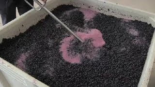 How to Crush Grapes for Wine  Wine Topics [upl. by Tufts758]